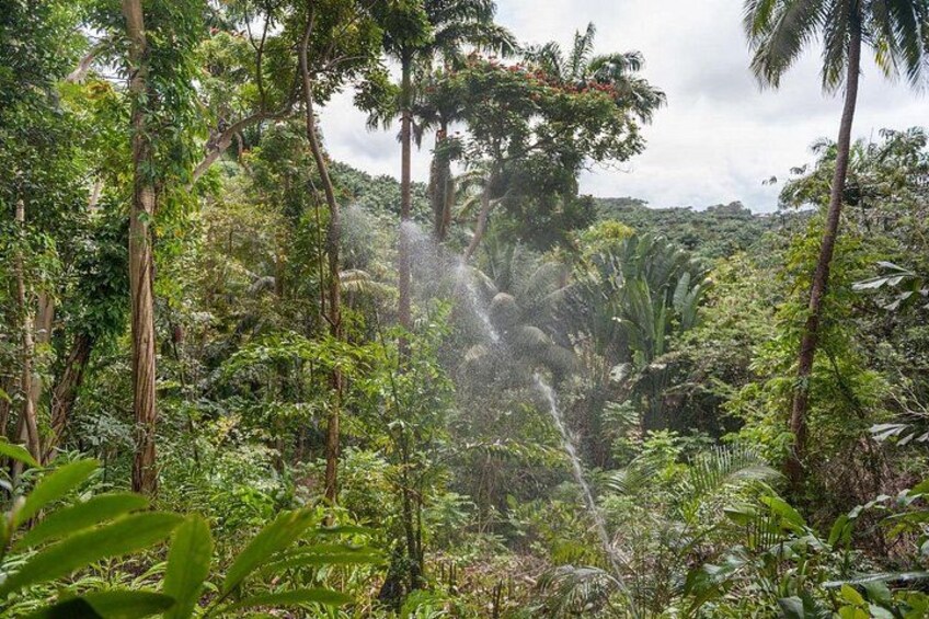 Full Day Garden Delight Private Tour in Barbados 5