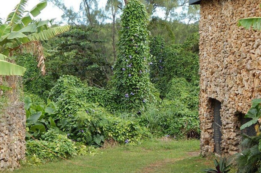 Full Day Garden Delight Private Tour in Barbados 3
