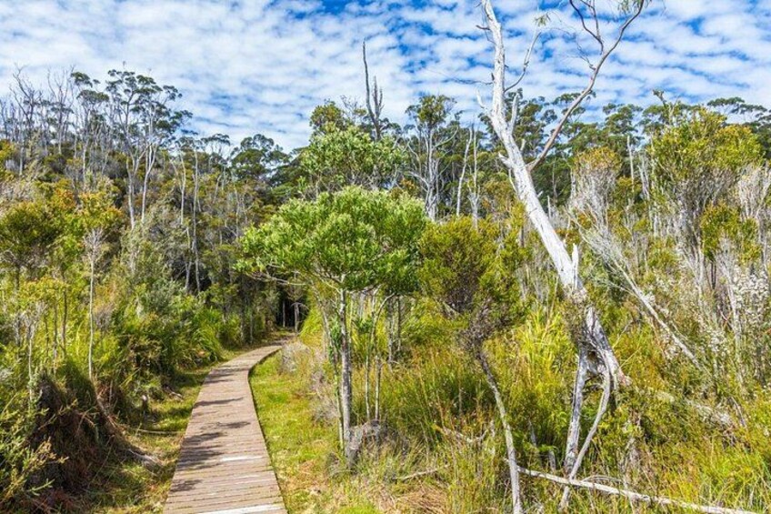 Private Tour of Tahune Airwalk and Hastings Caves from Hobart 4