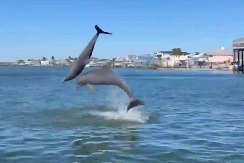 Un delfín salta del agua cerca de una playa con casas al fondo. 5