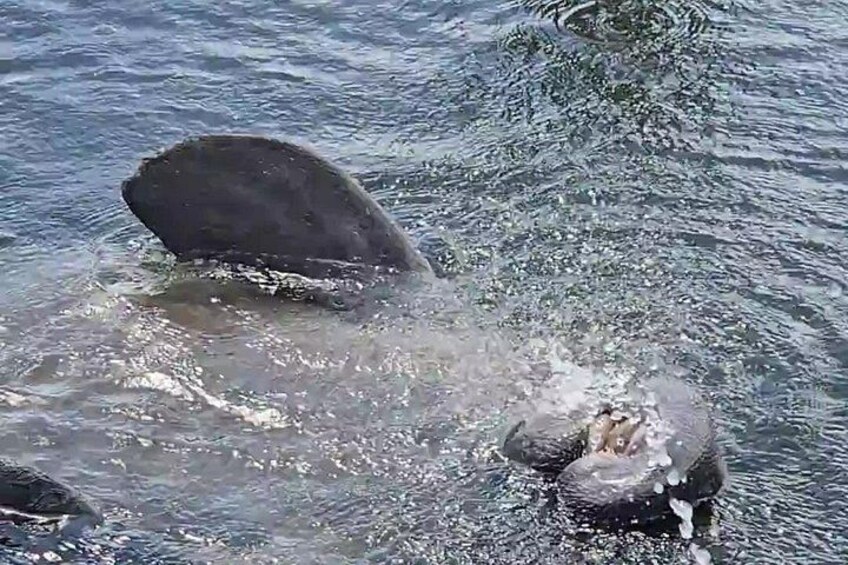 Una roca grande parcialmente sumergida en el agua, con salpicaduras a su alrededor. 4