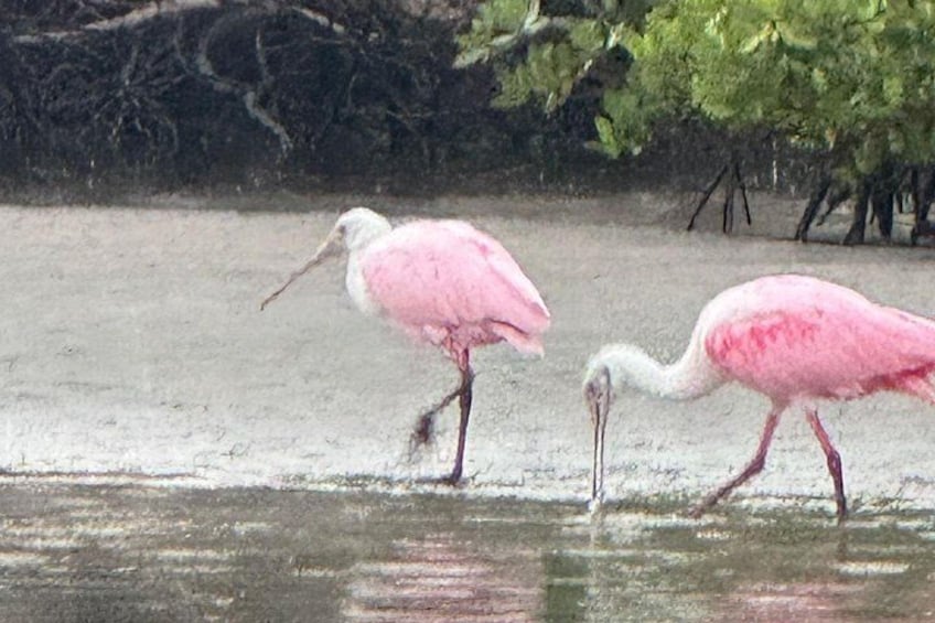Dos flamencos rosados vadeando aguas poco profundas. 2