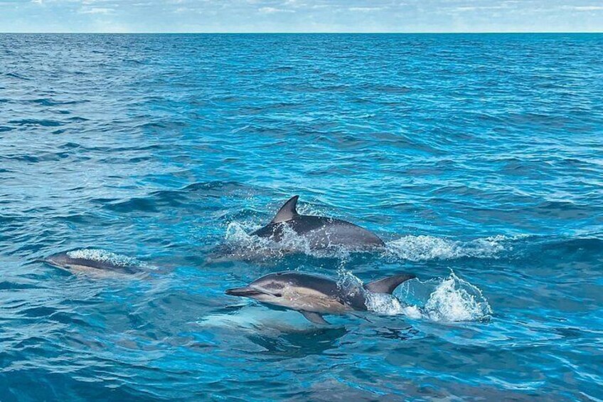 Delfines nadando en el océano. 4