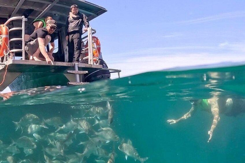 Un bote con gente observando peces nadando en el océano. 2
