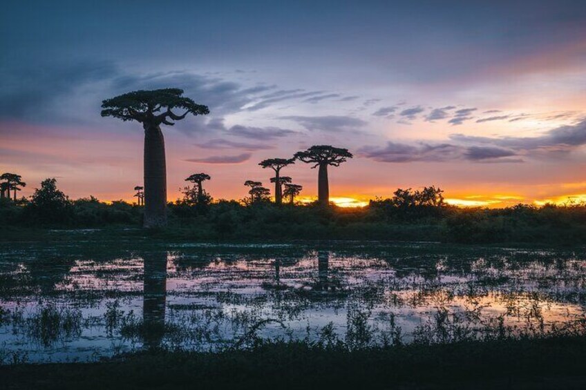 7- Days Private Tour Baobab Safari 3