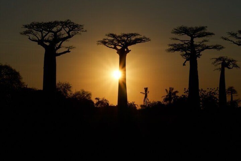 7- Days Private Tour Baobab Safari 5