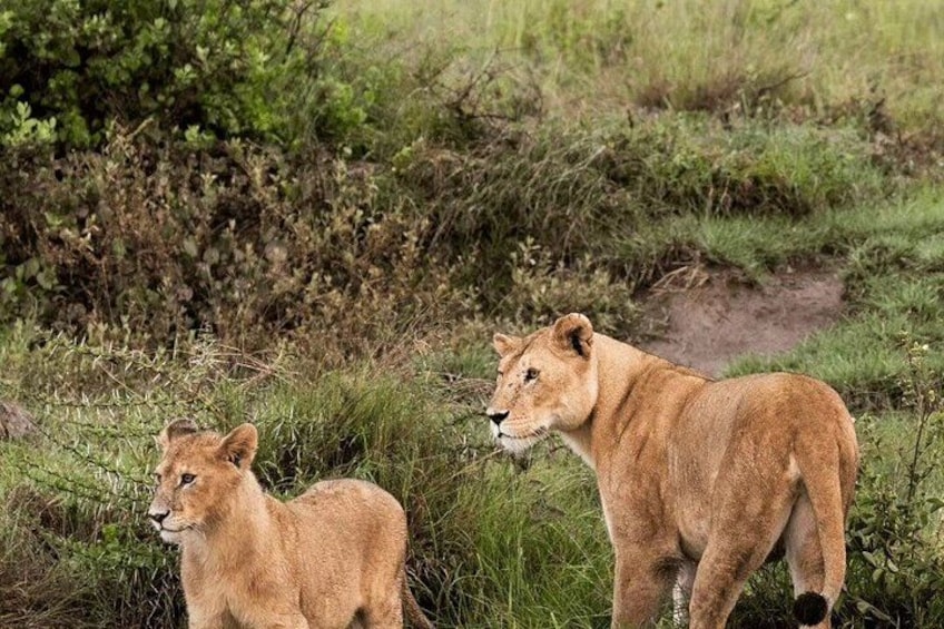 Two lions standing in a grassy area with dense vegetation in the background. 4