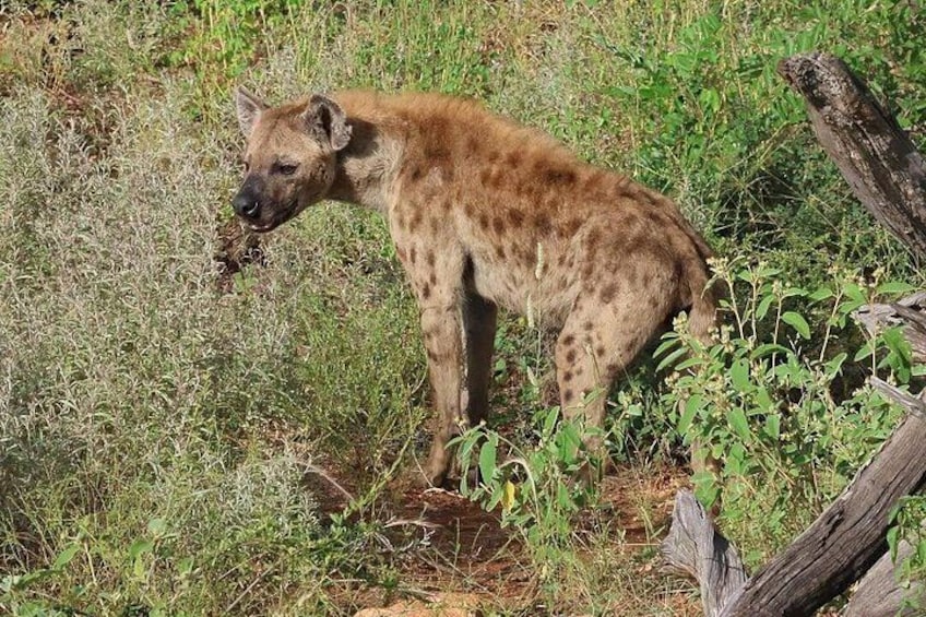 A hyena in a grassy area with some vegetation and a fallen tree trunk. 2