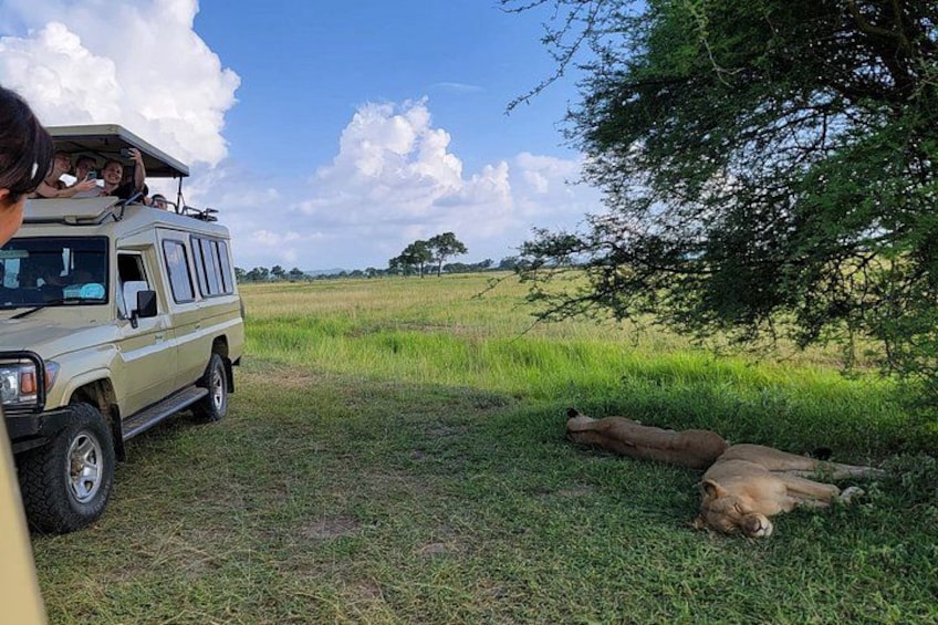 A safari vehicle, a tree, and a lion resting on the grass. 5
