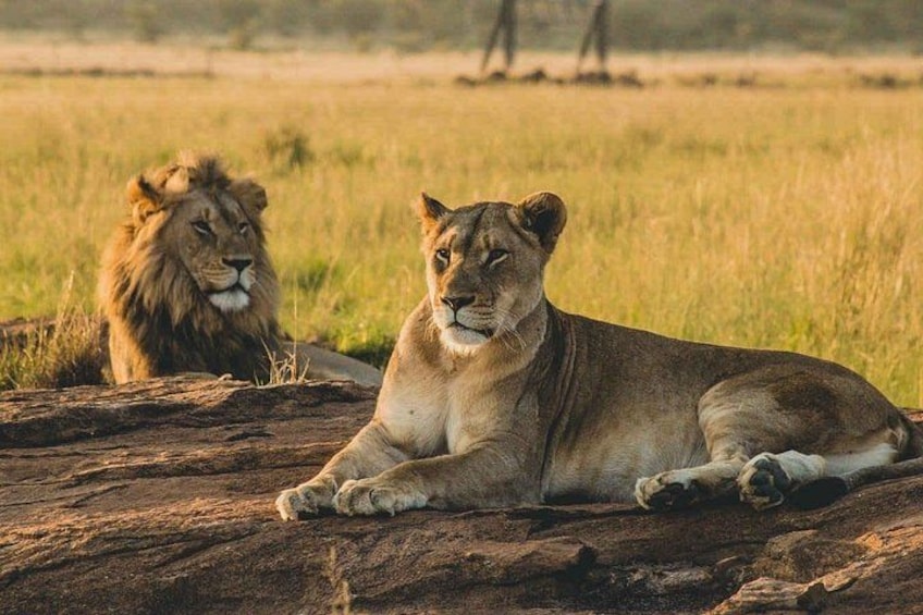 Two lions resting on a rock in a grassy savannah. 1