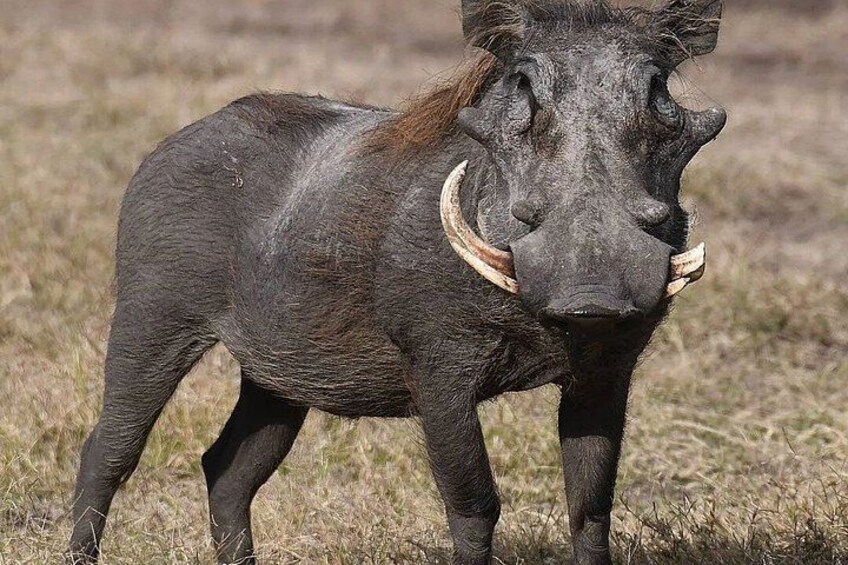 A wild boar with prominent tusks standing in a grassy field. 3