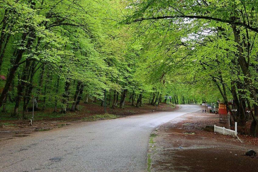 Guba forest 3