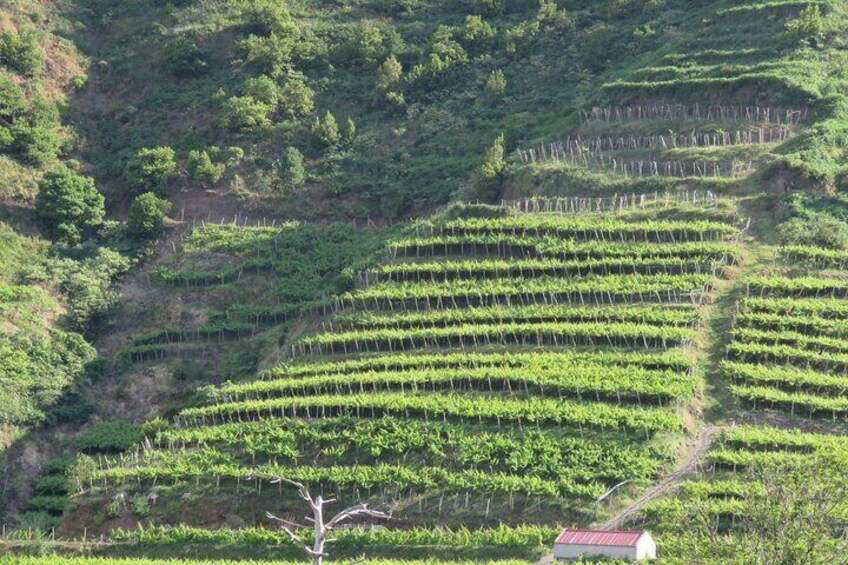 Viñedos en terrazas sobre una colina. 2