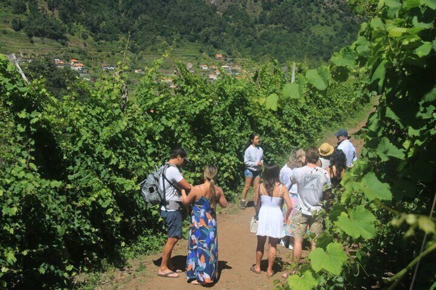 Half day jeep Wine tour and tasting, & sea cliff adventure 3