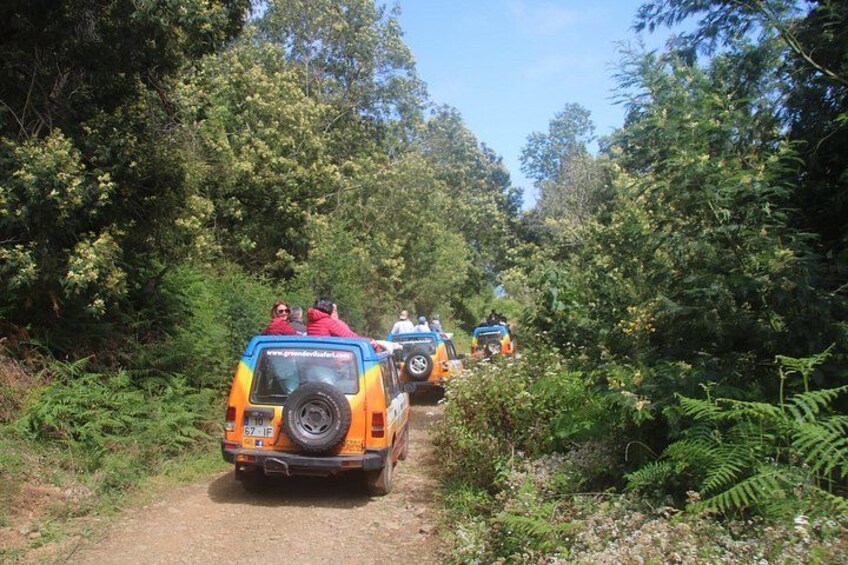 A group of people in a jeep on a dirt path surrounded by dense forest. 4
