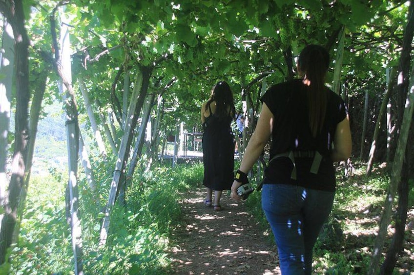 A pathway lined with trees, a person walking, and another person in the background. 5