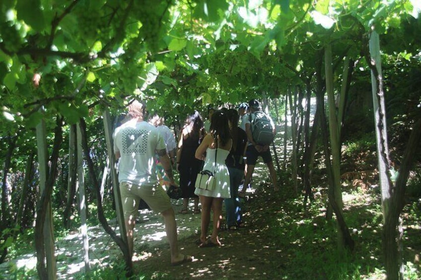 Half day jeep Wine tour and tasting, & sea cliff adventure 2