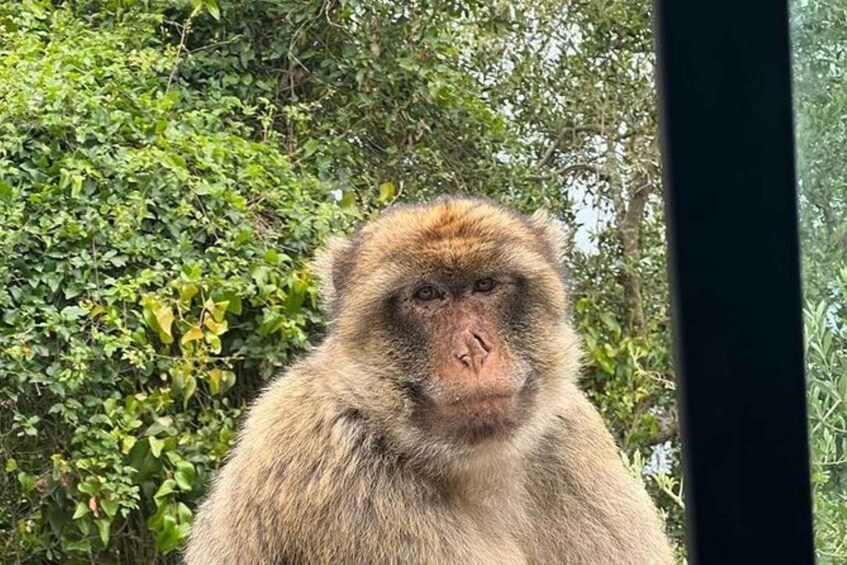 A monkey with brown fur sitting in front of a dense green foliage background. 4