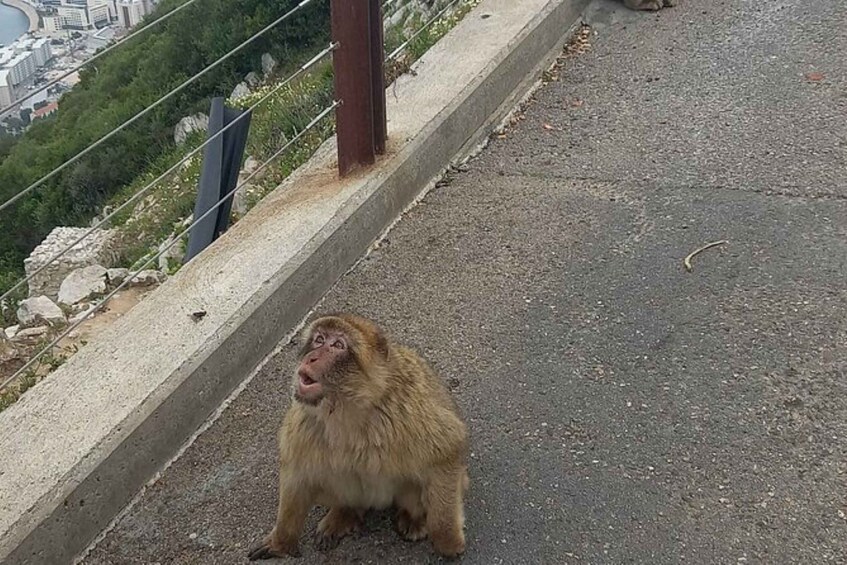 A monkey sitting on a paved road with a cityscape in the background. 5