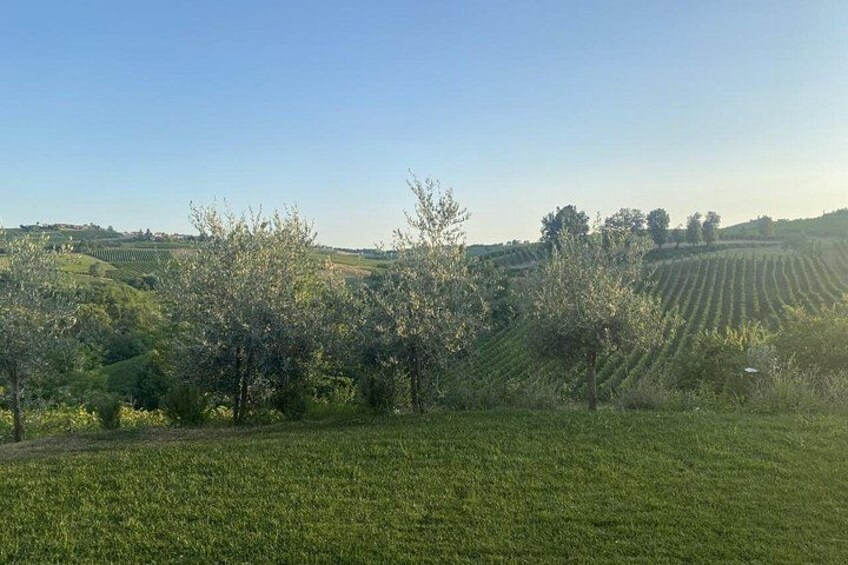 A rural landscape with rolling hills, a field of crops, and a line of trees in the foreground. 2