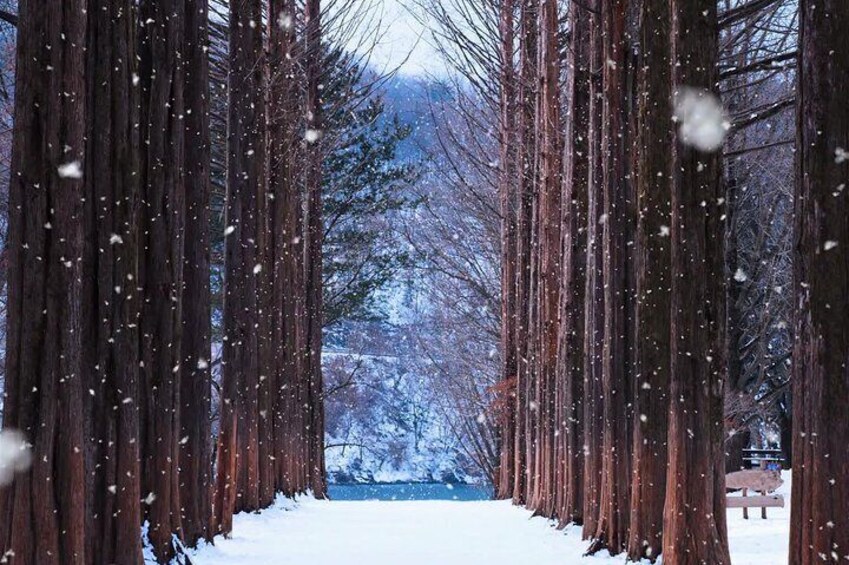 Nami Island Winter