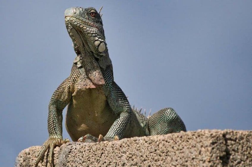 Iguana 3