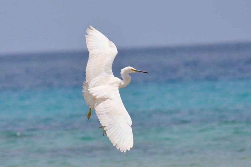 Heron 3