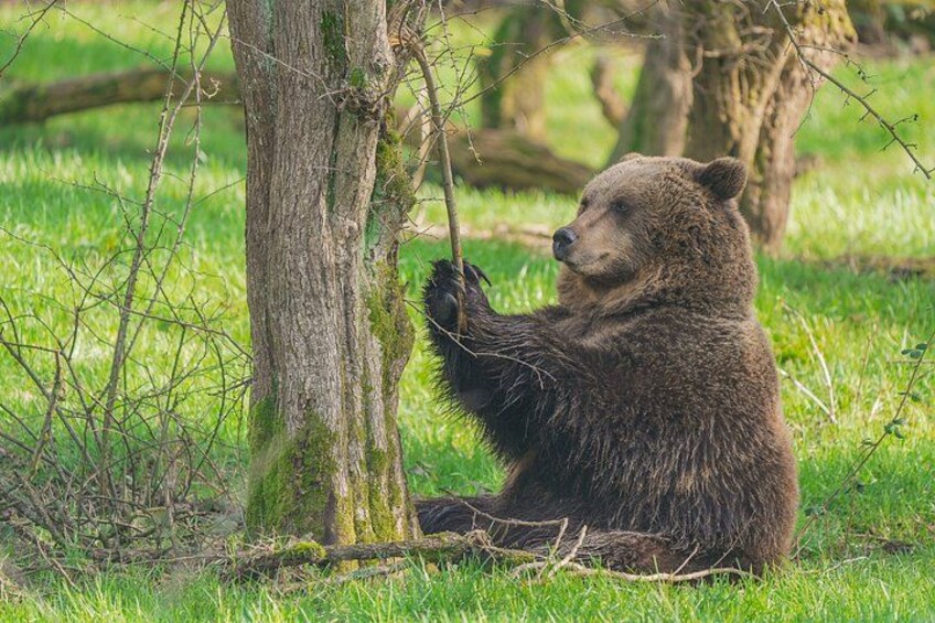 A bear sitting on the ground near a tree. 2