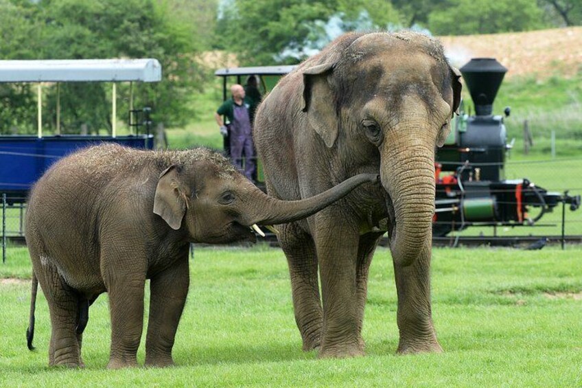 Two elephants in a grassy field with a train in the background. 1
