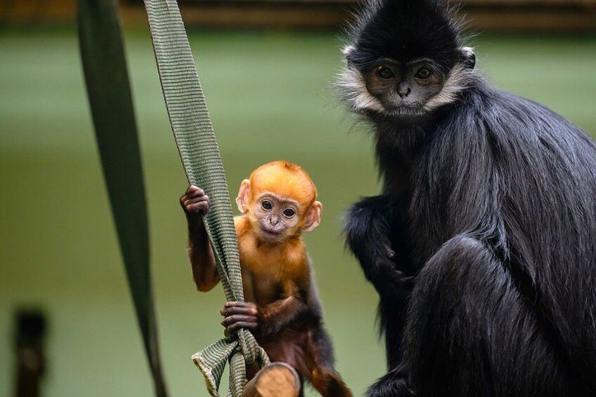 A monkey with a black and white face and a smaller monkey with an orange face. 4