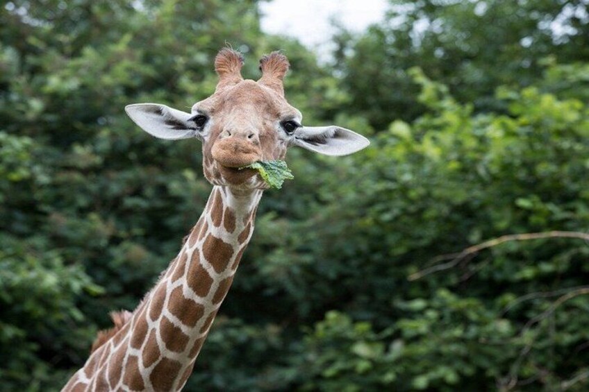 A giraffe with a leafy branch in its mouth, standing in a forested area. 5