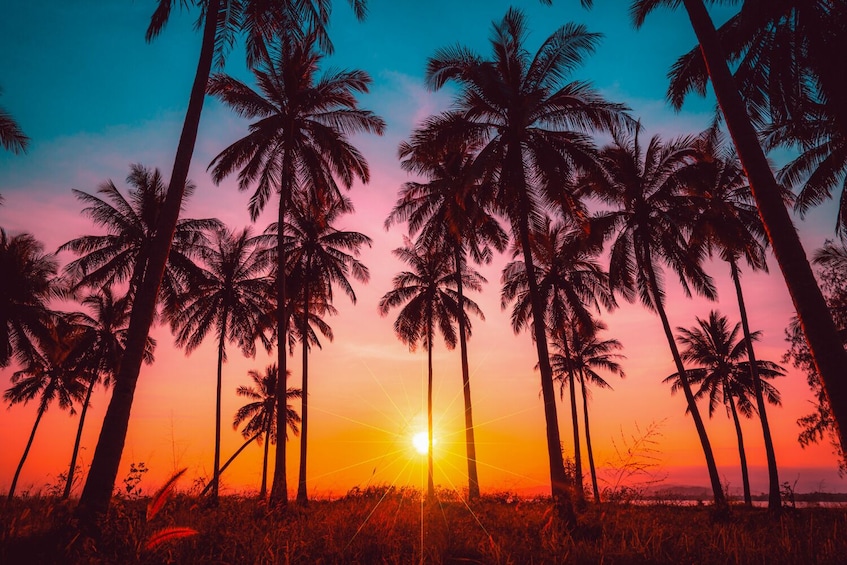 Ein Sonnenuntergang mit palmenförmigen Silhouetten vor einem farbenprächtigen Himmel. 5