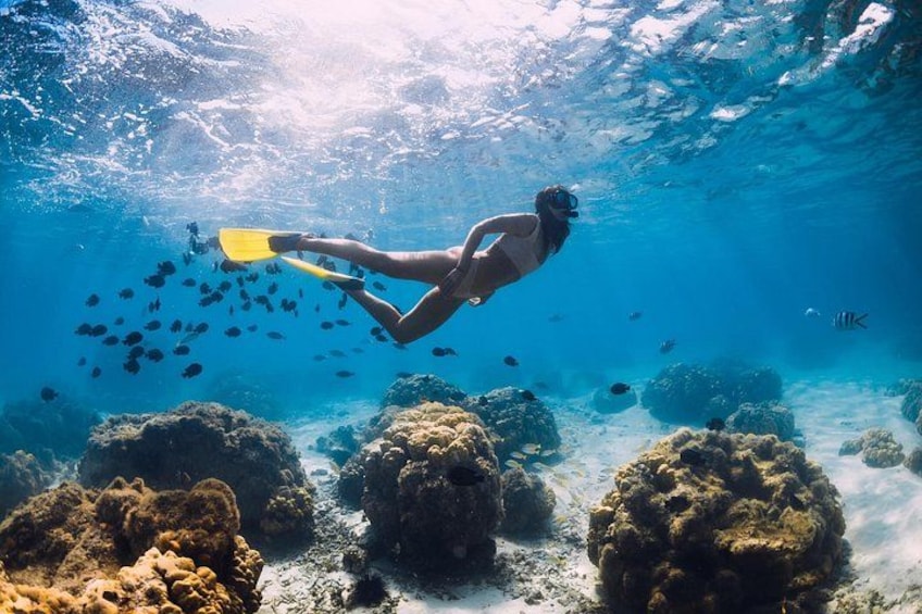 Scuba Diving Private Tour in Martinique 1
