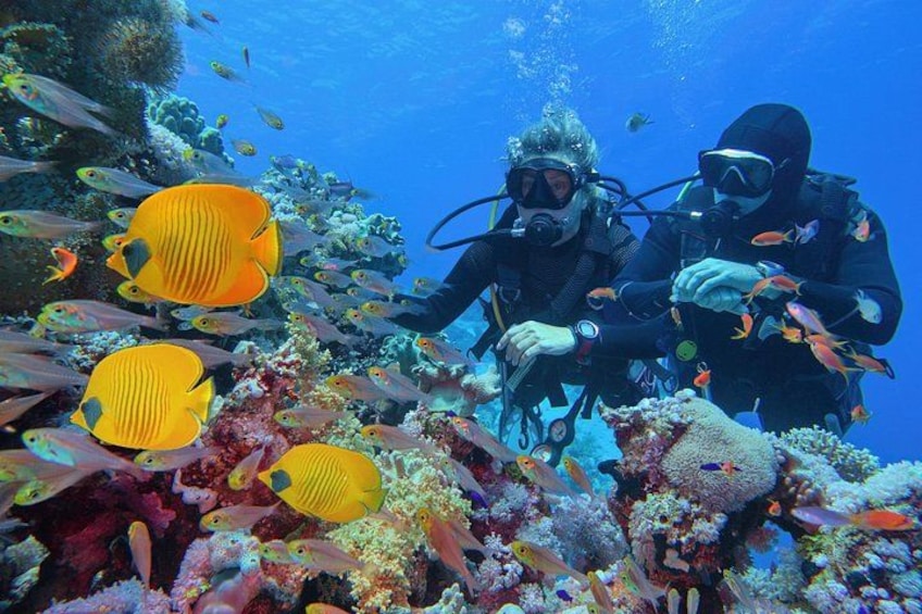 Scuba Diving Private Tour in Martinique 3