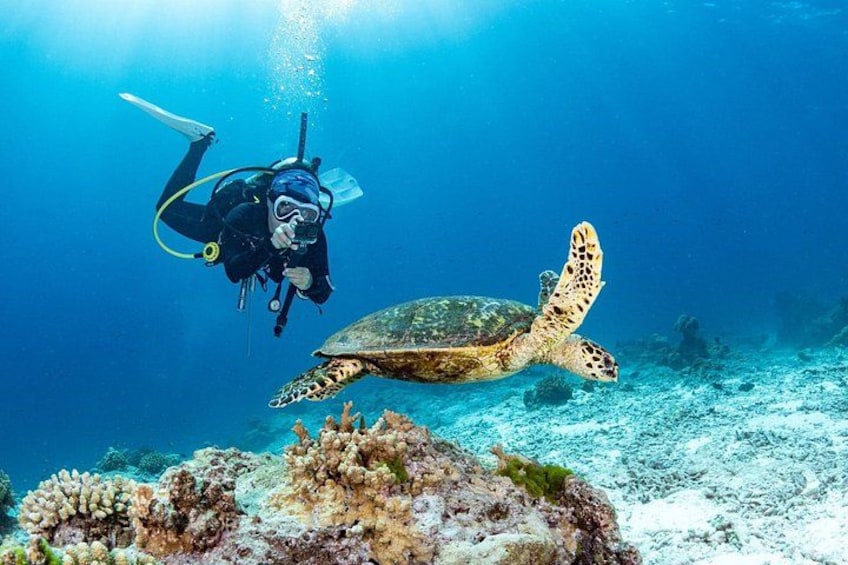 Scuba Diving Private Tour in Martinique 4
