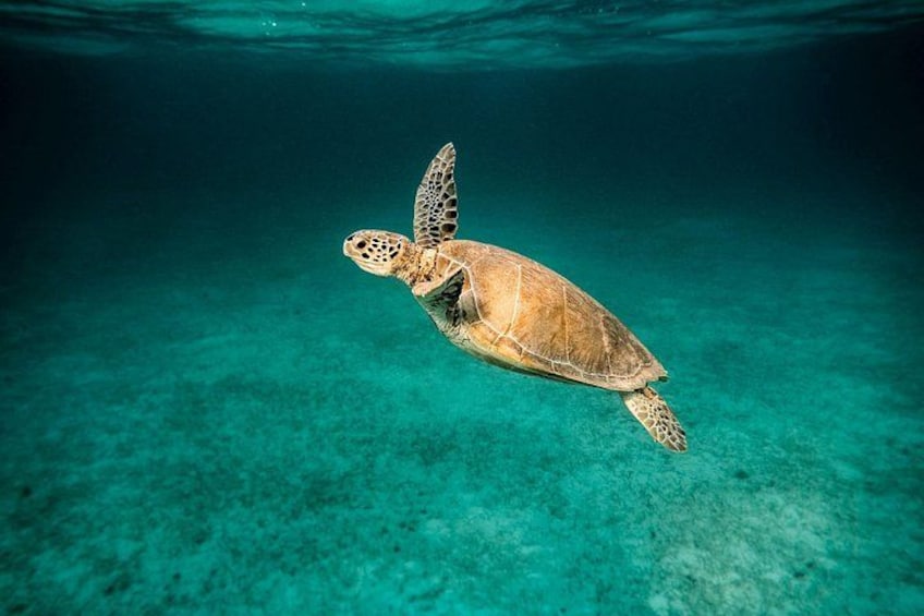 Scuba Diving Private Tour in Martinique 2