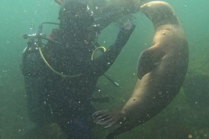 Private Diving Experience with Sea Lions in Punta Loma 2