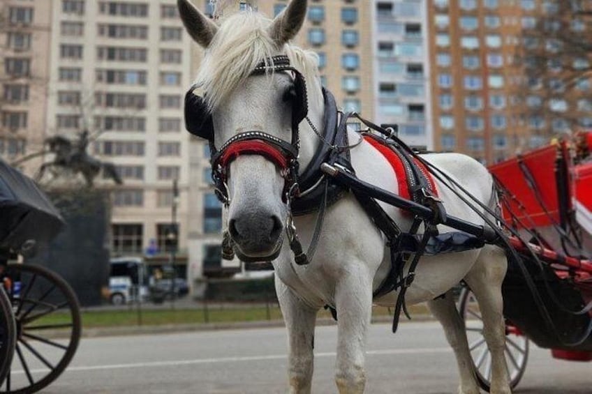 Un cheval blanc, équipé d’un harnais rouge, attelé à une calèche, dans un environnement urbain avec des bâtiments en arrière-plan. 5