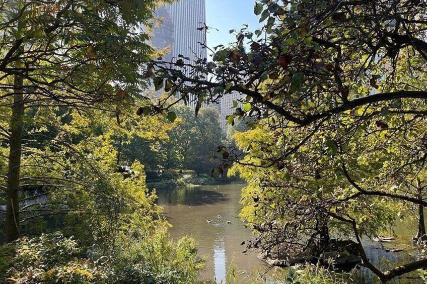 NYC Horse and Carriage Central Park Tours 5