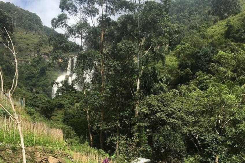 Üppige grüne Landschaft mit einem Wasserfall im Hintergrund. 5