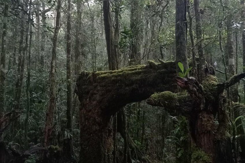 Kota Kinabalu to Kundasang Private Day Tour and Poring Hot SPA 5