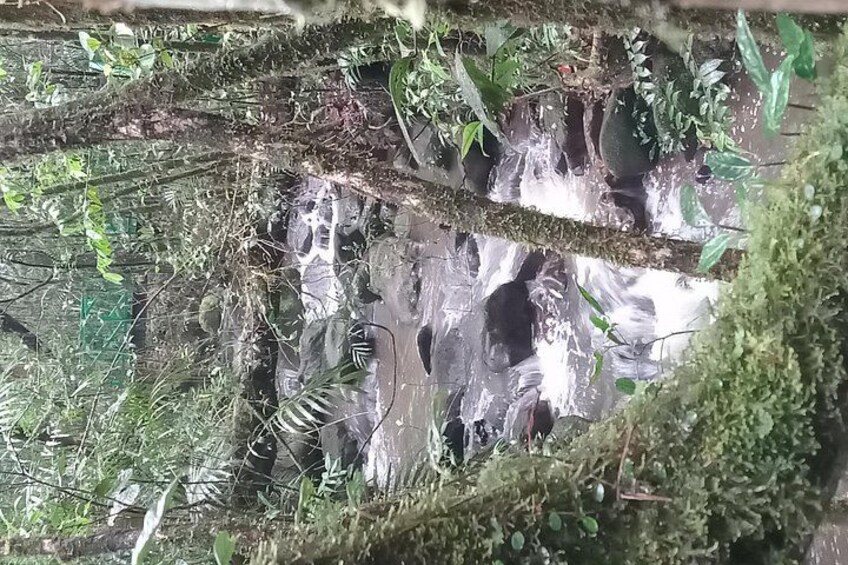 Kota Kinabalu to Kundasang Private Day Tour and Poring Hot SPA 3