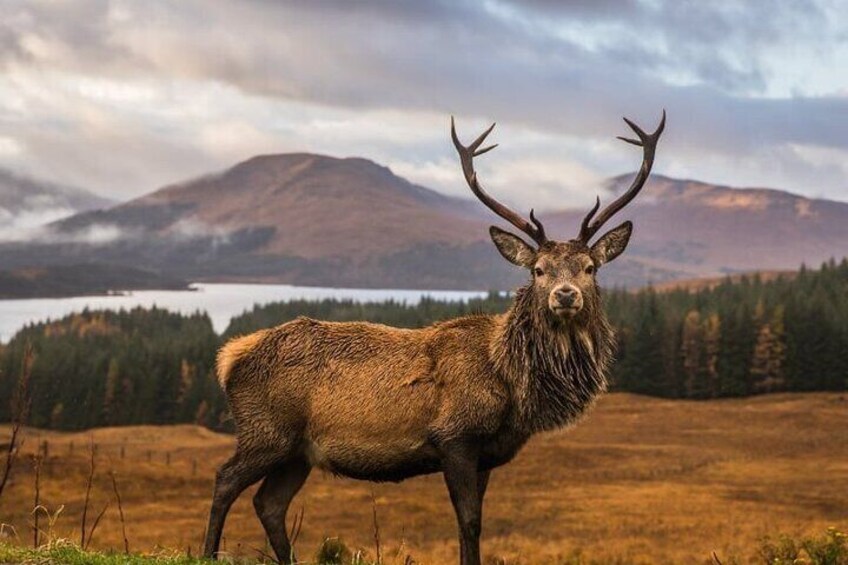 Meandering through The Highlands of Scotland (North)