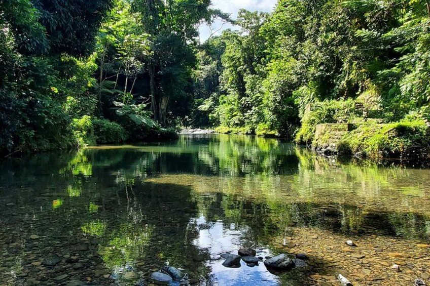 A clear river surrounded by dense green foliage. 5