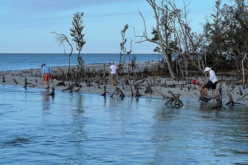 Marco Island Dolphin & Eco Tour – Private 2 Hour Wildlife Cruise 5