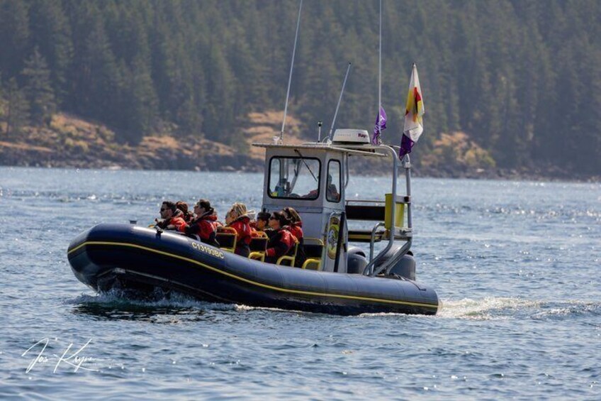 Campbell River, BC: 6 Hour Whale Watching Tour w/ Lunch Included 1