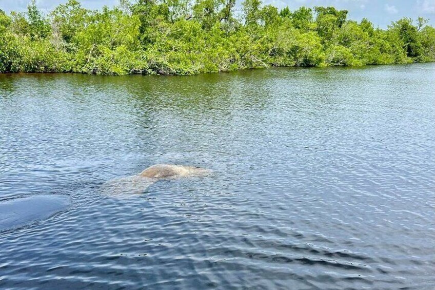 Une rivière dans laquelle on peut apercevoir un grand animal, en partie immergé dans l’eau. 1