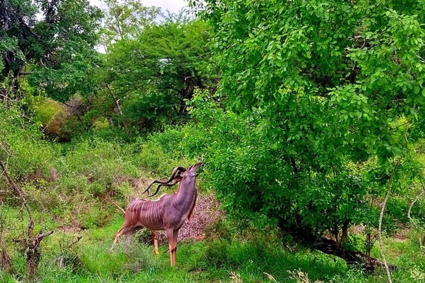 Kruger Park Full Day Guided Safari 2