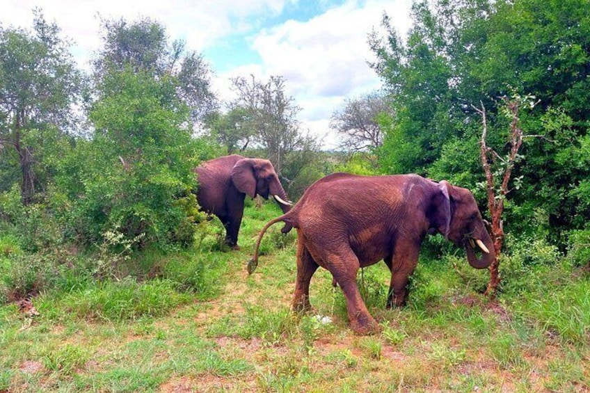 Kruger Park Full Day Guided Safari 1