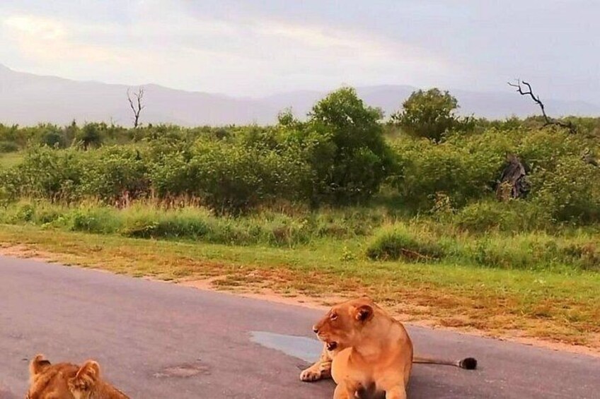 Kruger Park Full Day Guided Safari 5